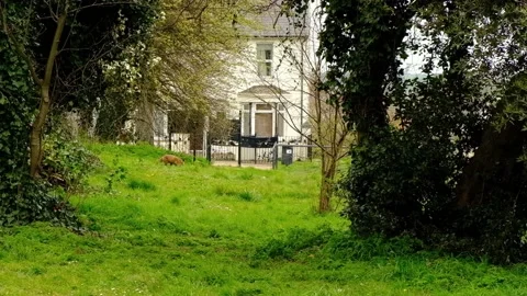 Urban Fox in front of a house Stock Footage 232771285