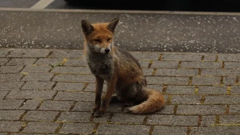 Urban Fox Observing Environment Sitting on Sidewalk Vídeo Stock 123318823