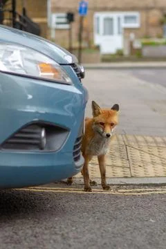 Urban fox Stock Photos