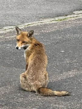Urban Fox Stock Photos