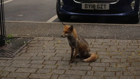 Urban Fox Sits On Sidewalk, Lifting Feet Stock Footage 123318853