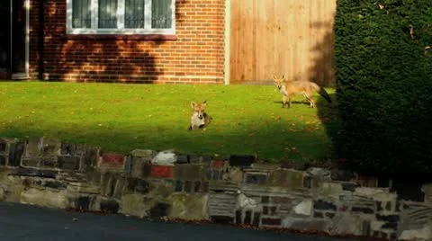 Urban foxes 01 Video stock 12374159