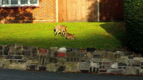 Urban foxes 02 Video stock 12374156