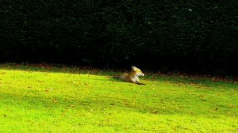 Urban foxes 03 Video stock 12374148