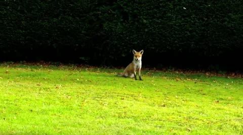 Urban foxes 04 Stock Footage 12374131
