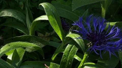 Urban Garden Flower Stock Footage 84638014