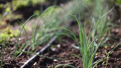 Urban Garden Stock Footage 79425502