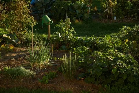 Urban Garden Plot with Vegetables and Herbs in Sunlight Stock Photos