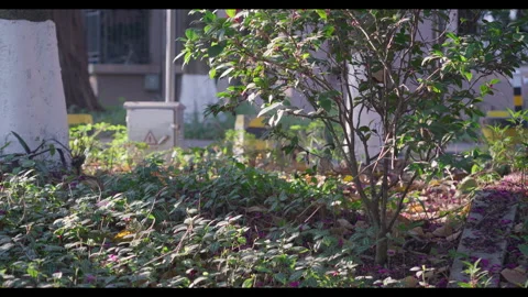 Urban Garden View with Rising Camera Angle for Mindfulness Background Use Video stock 328096897