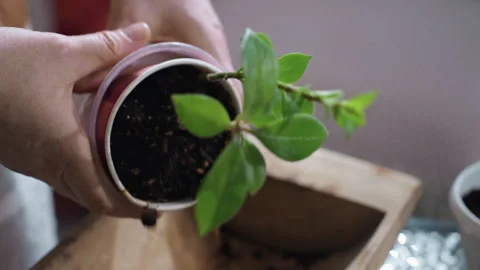 Urban Gardener Pressing Planter To Settle Potting Soil During Cozy Indoor Ritual Video stock 309045780