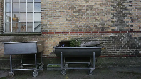 Urban gardening Stock Footage 37226953