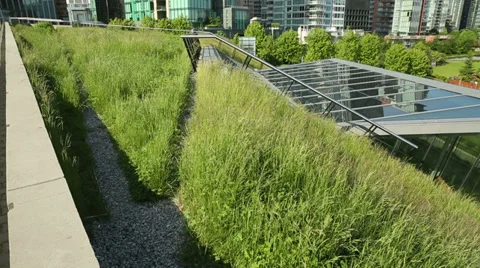 Urban Green Roof Grass, dolly shot Stock Footage
