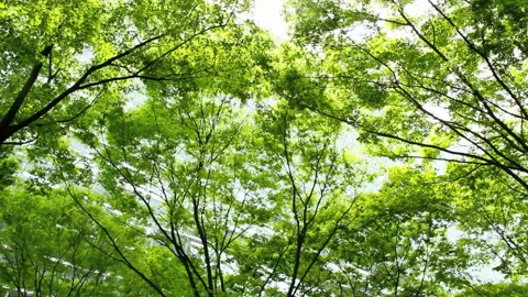 Urban Greenery Video stock 327556051