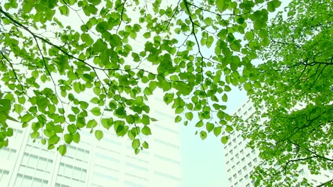 Urban Greenery Stock Footage 327567659