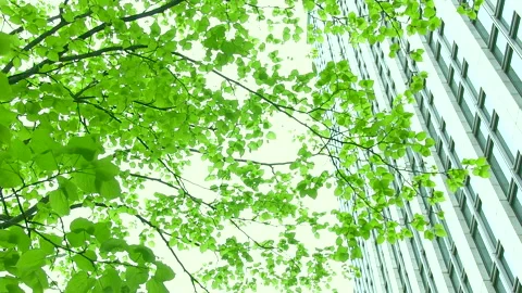 Urban Greenery Stock Footage 327567690