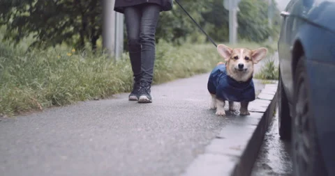 Urban Grumpy dog Stock Footage 255159029