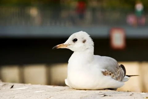 Urban gull Stock Photos