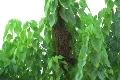 Urban Killer Bees in Bee Hive - Pest Footage