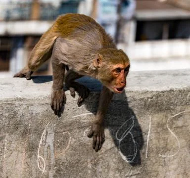 Urban monkey shows anger, while sitting on a wall Stock Photos