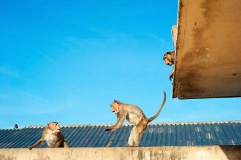 Urban monkey, Thai Stock Photos