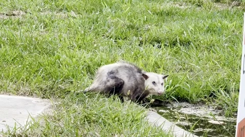 Urban Opossum Drinking From Puddle During the Day Stock Footage 317338954