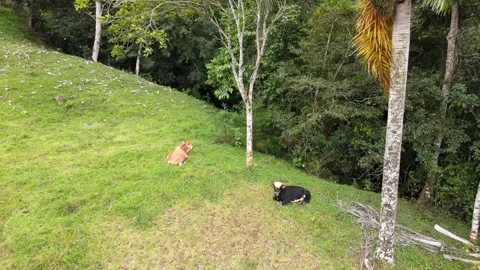 Urban Panoramic Views of Tranquility Stock Footage 153322275