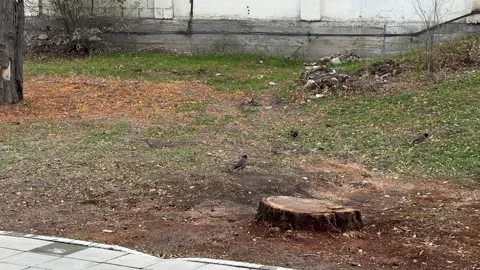 Urban park ground with tree stump and small birds outdoors Stock Footage 336959843