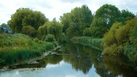 Urban park lake surrounded by dense green trees and waterside vegetation. Calm Stock Footage 346037407