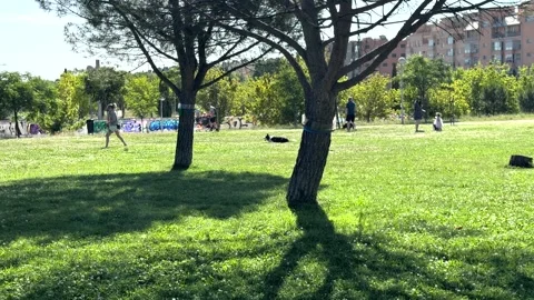 Urban Park With Pine Trees and Green Lawn in Sanchinarro, Madrid Stock-Footage 336733742
