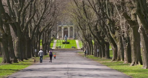 Urban Park Tree Lined Road 4K 23.98 Stock Footage 132525001