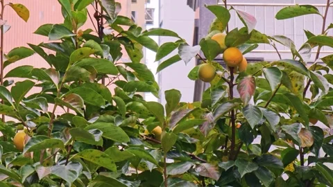 Urban persimmon tree with ripe fruit Stock Footage 325456710