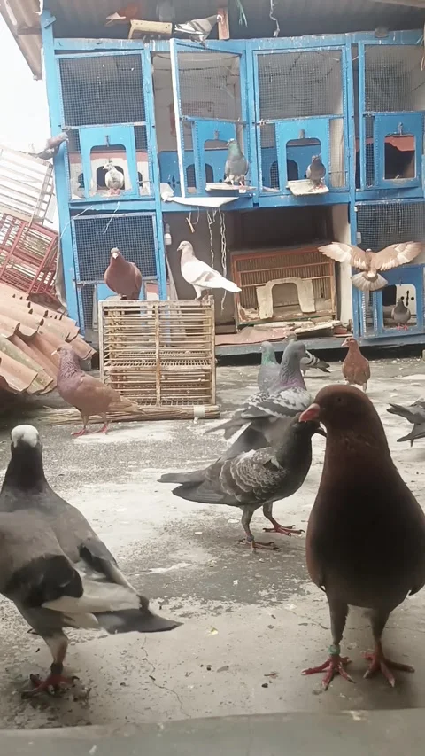 Urban pigeon keeping practise Stock Footage 276854059