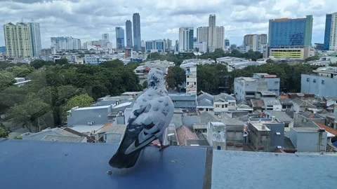 Urban Pigeon Standing on High Ledge Cityscape Video 動画素材 336445003