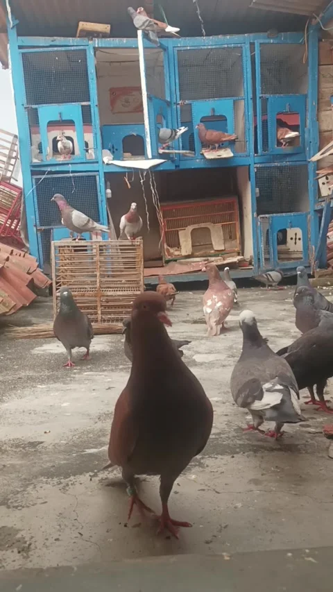 Urban pigeons Coexisting Stock Footage 276854042