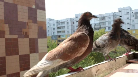 Urban pigeons Stock Footage