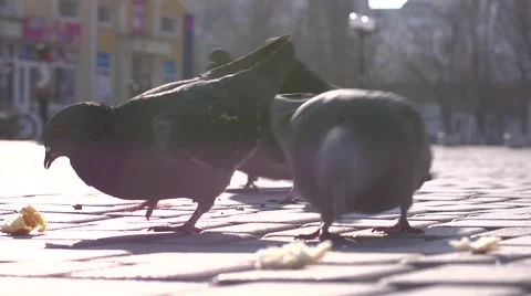 Urban pigeons pecking bread which them throw tourists Stock Footage 46691587