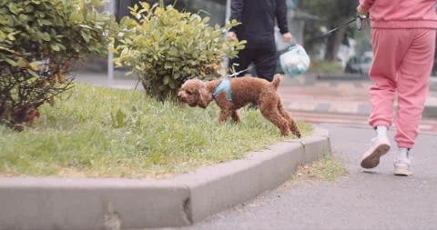 Urban Poodle Peeing Stock Footage 255160692