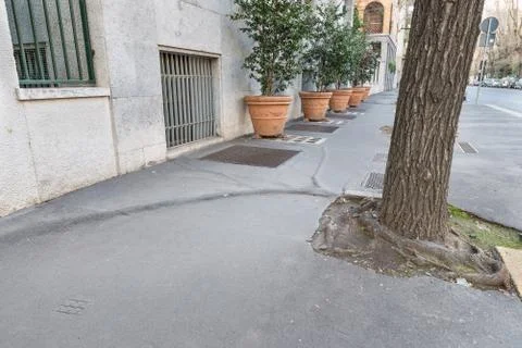 Urban problem with tree roots. Sidewalk in the city of Milan, Italy Stock Photos