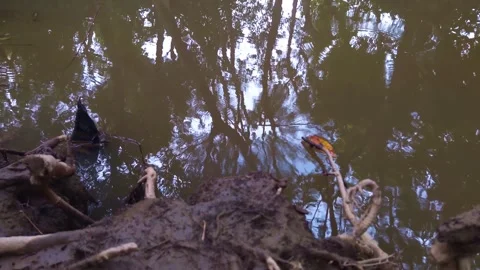 Urban river Video stock 283345827