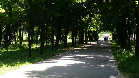 Urban road with green trees. Tree lined street in the summer time. Stock Footage 131497136