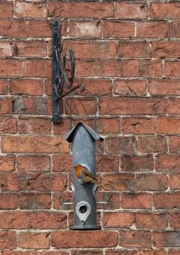 Urban robin Stock Photos