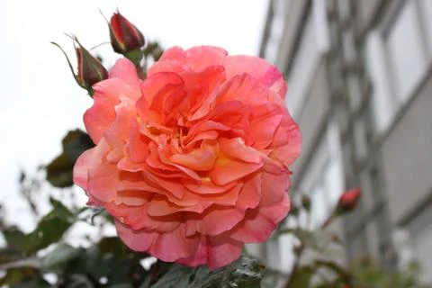 Urban Rose Stock Photos