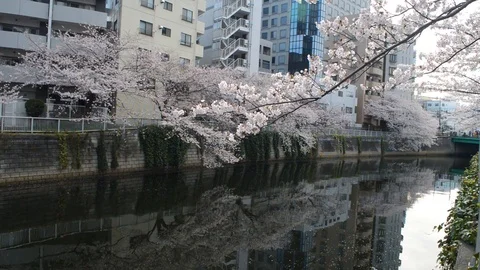 Urban Sakura scene 動画素材 127035603