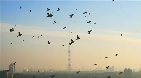 Urban scenic Stock Footage 980167