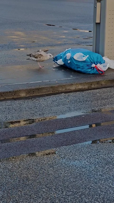 Urban seagull pecking at a plastic garbage bag on street pavement while sea.. Видео 331472750
