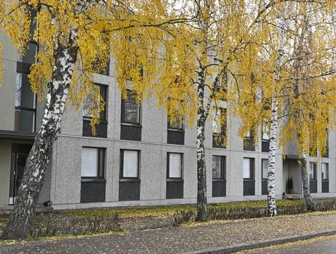 An urban setting with a row of birch trees with golden autumn foliage in fr.. Stock Photos