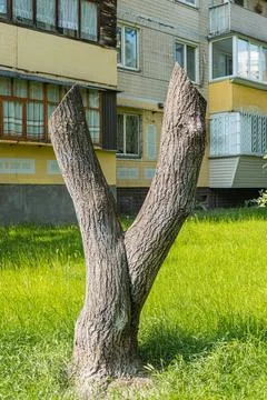Urban setting with a split tree, lush green leaves, buildings in soft yellows Stock Photos