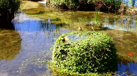 Urban sparrow bathing in the  water pool with goldfish  - time lapse Stock Footage 47738468