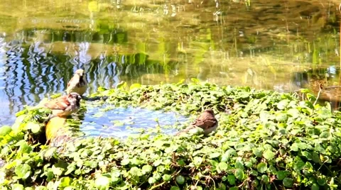 Urban sparrows bathing in the  water pool with goldfish Stock Footage 47733200