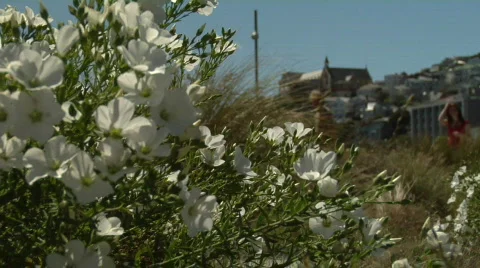 Urban Spring Flowers Stock Footage 345966